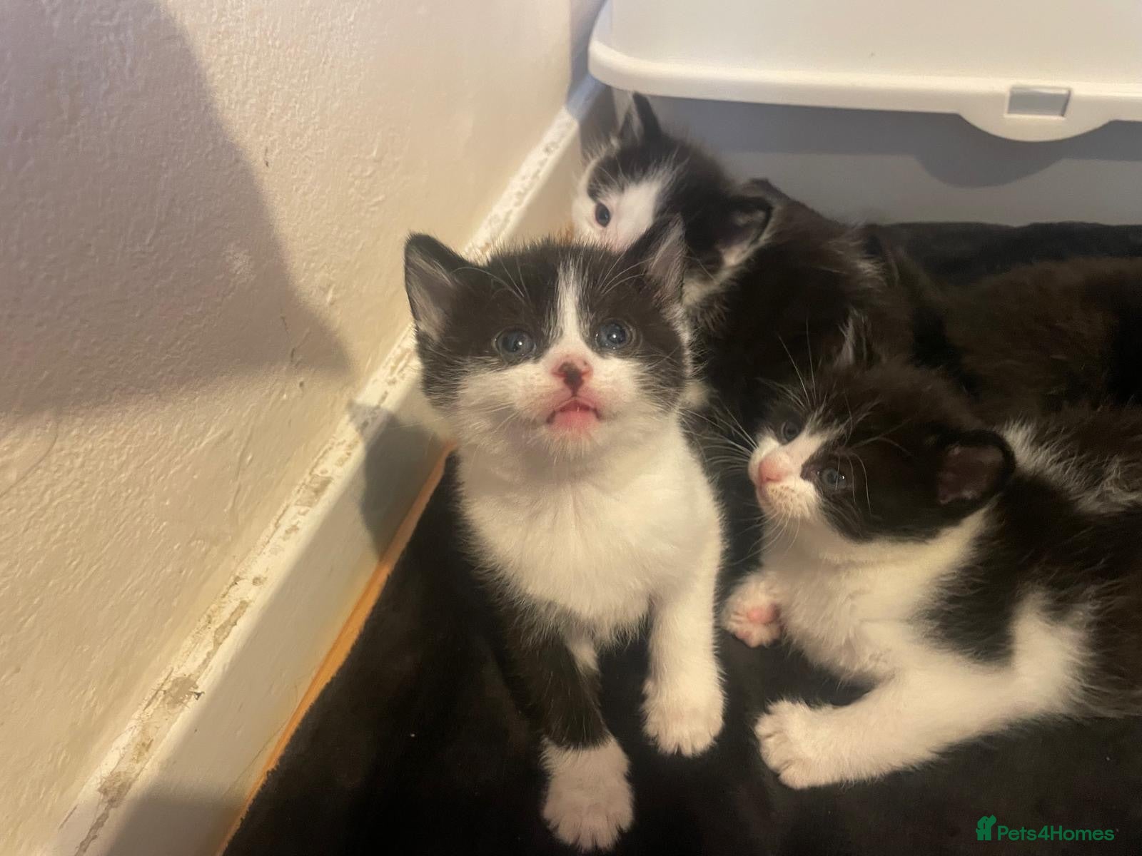 Domestic Shorthair cats Beautiful fluffy kittens  - Advert 1