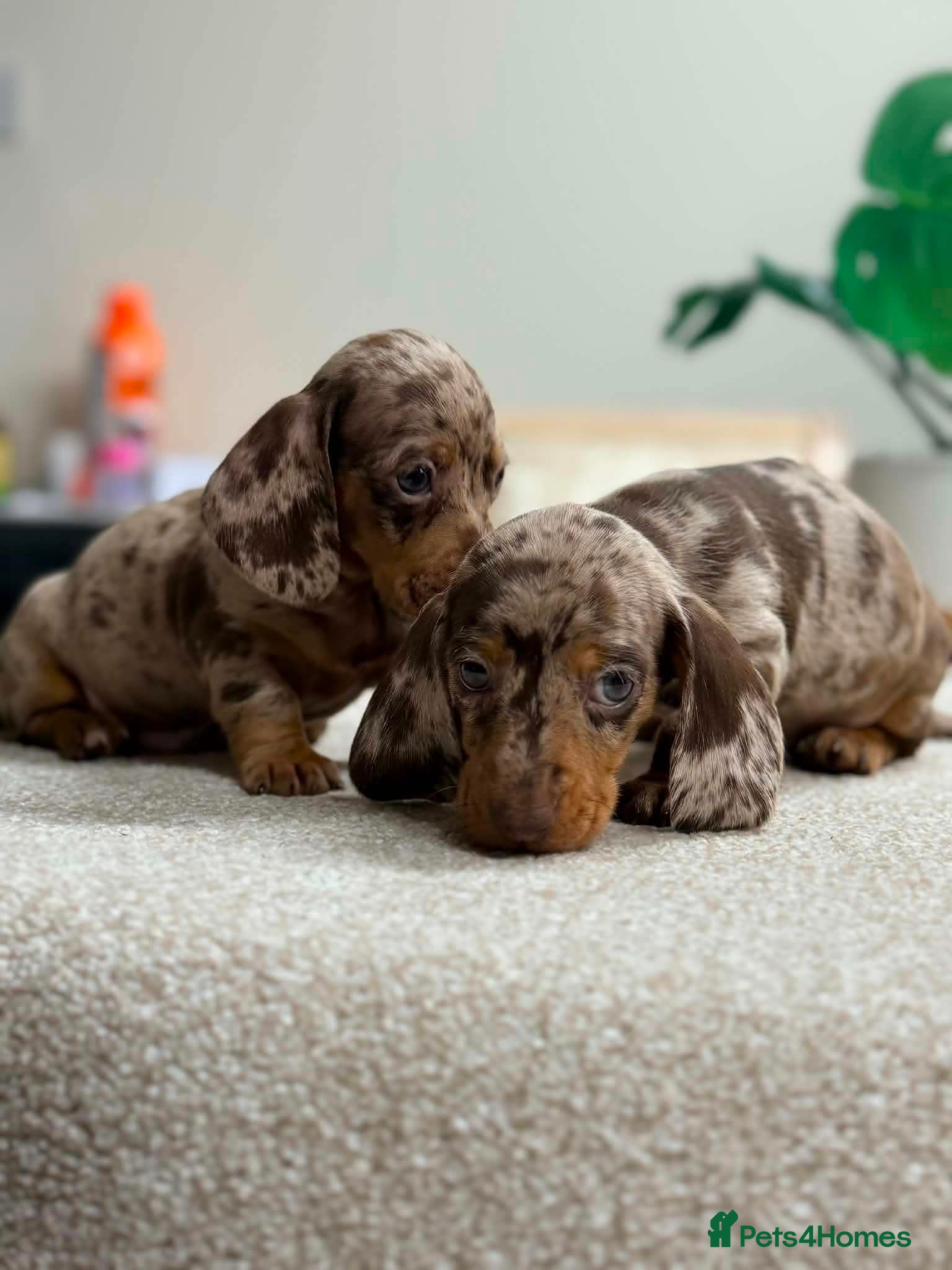 Miniature Dachshund dogs  Mini Dachshund Puppies – Dapple & Chocolate - Advert 2