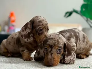 Miniature Dachshund dogs Mini Dachshund Puppies – Dapple & Chocolate - Advert 1