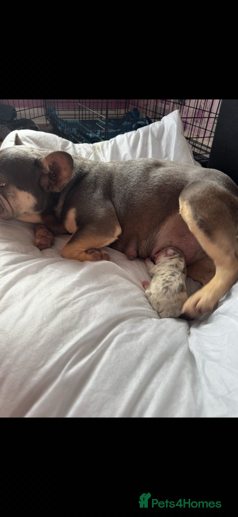 French Bulldog dogs Beautiful fluffy French bulldog pups - Advert 2