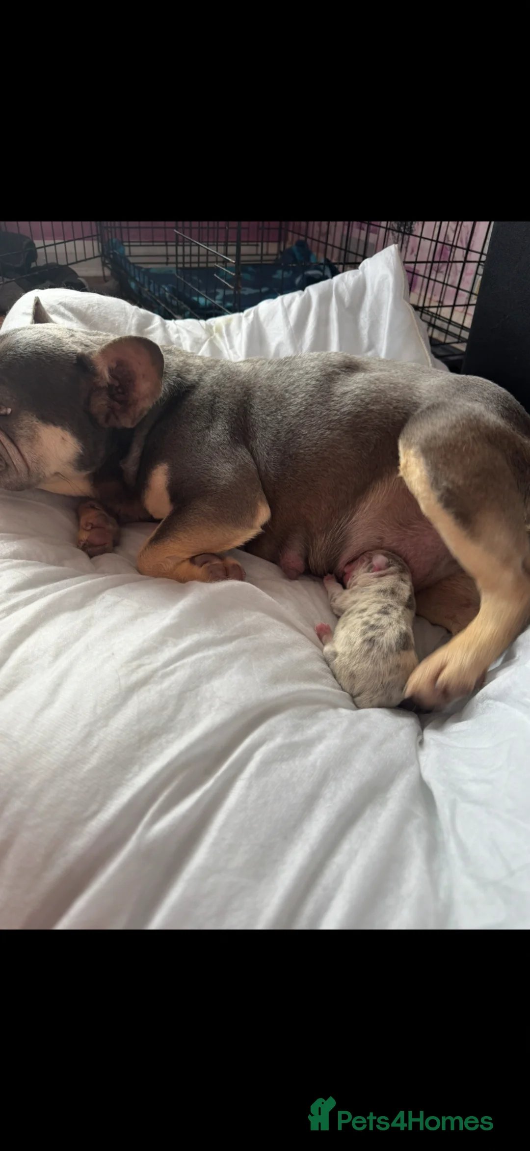 French Bulldog dogs for sale: Beautiful fluffy French bulldog pups - Advert 2