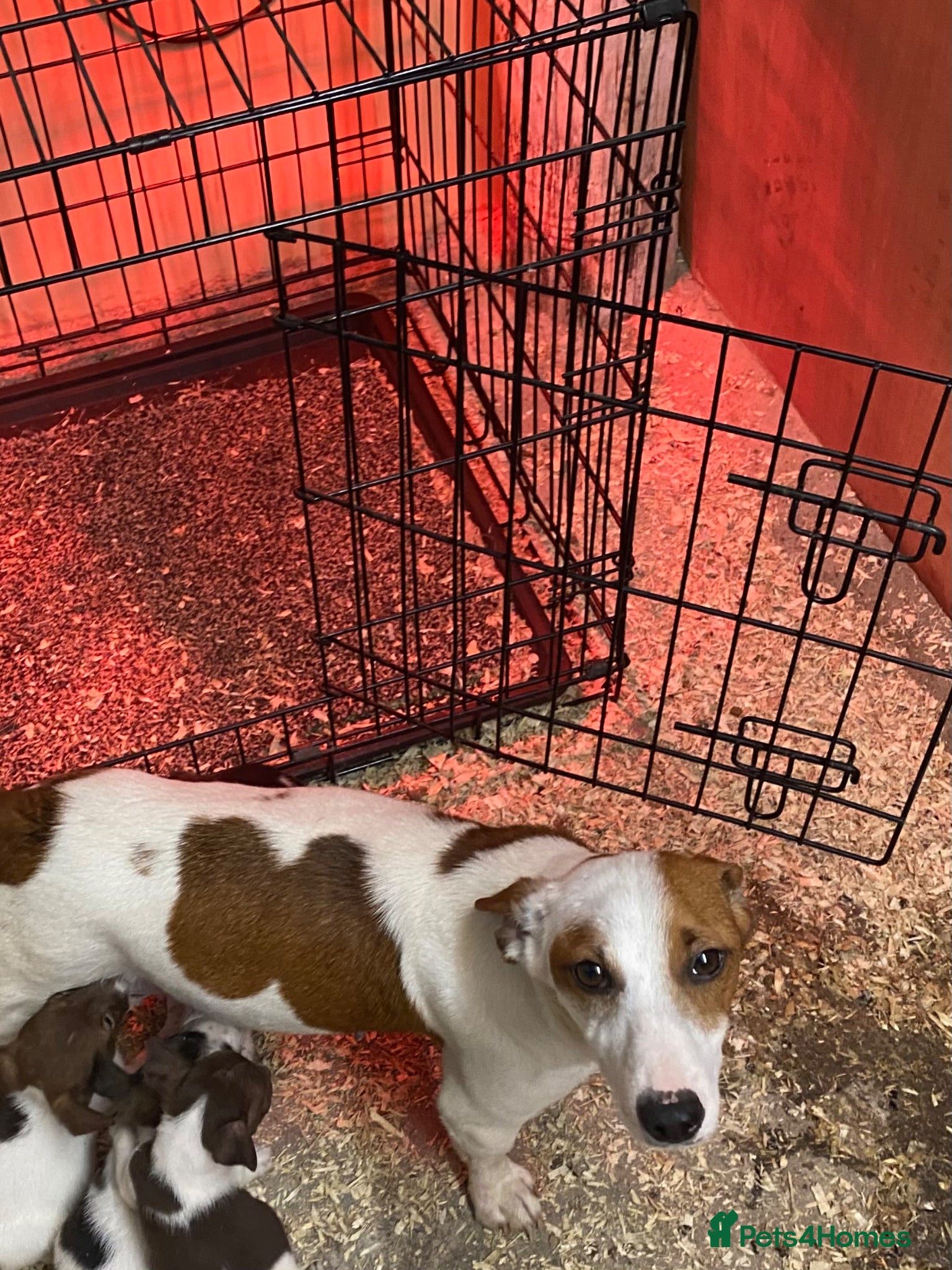 Jack Russell dogs 2 beautiful male Jack Russell pups  - Advert 3