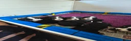 Bernese Mountain Dog dogs for sale: Bernese puppies in Newton Stewart - Advert 3