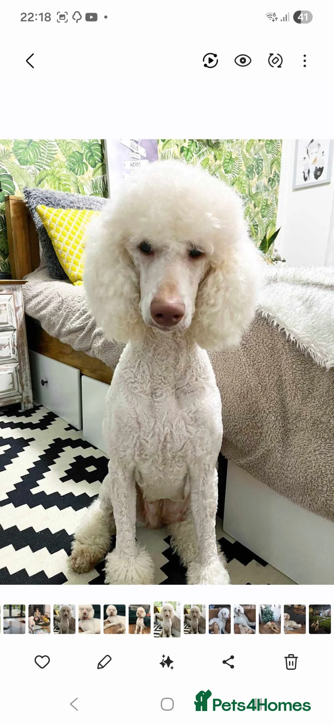 Standard Poodle dogs for sale: Beautiful parti colour phantom Standard Poodles  - Advert 2