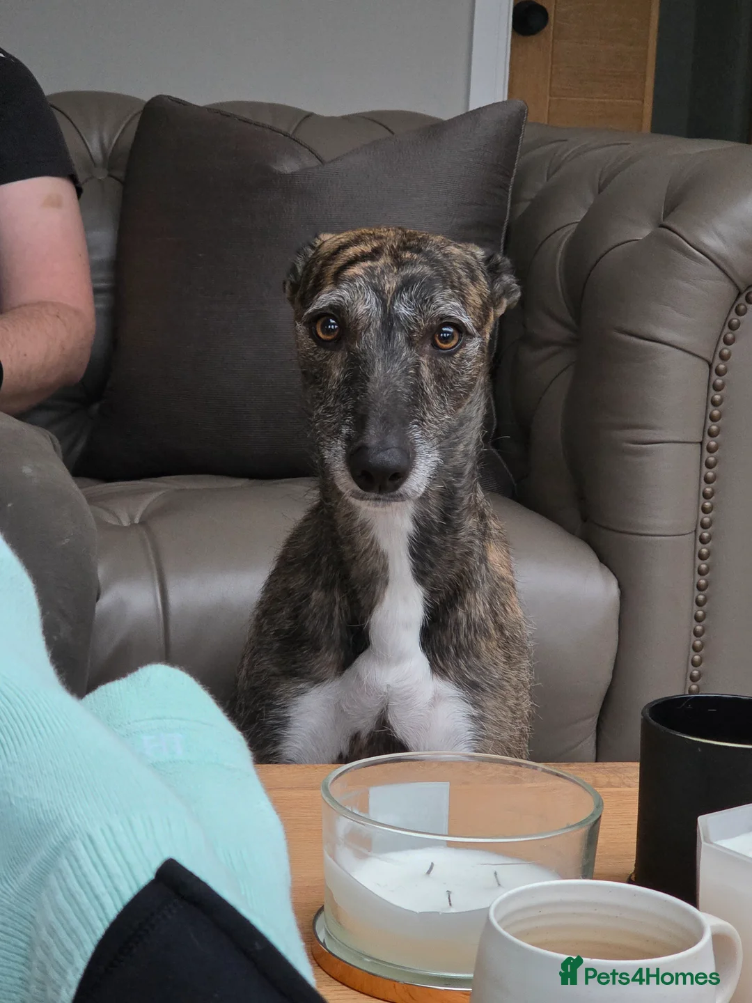 Lurcher dogs for sale: Bull x lurcher 4 years old - Advert 1