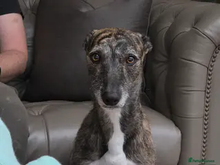 Lurcher dogs Bull x lurcher 4 years old - Advert 13