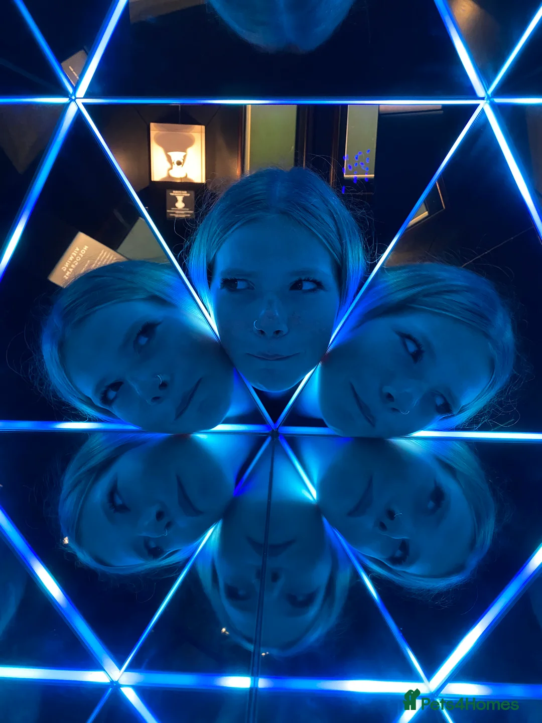 Labrador Retriever dogs for sale: Gorgeous KC registered Labrador puppies  - Advert 16