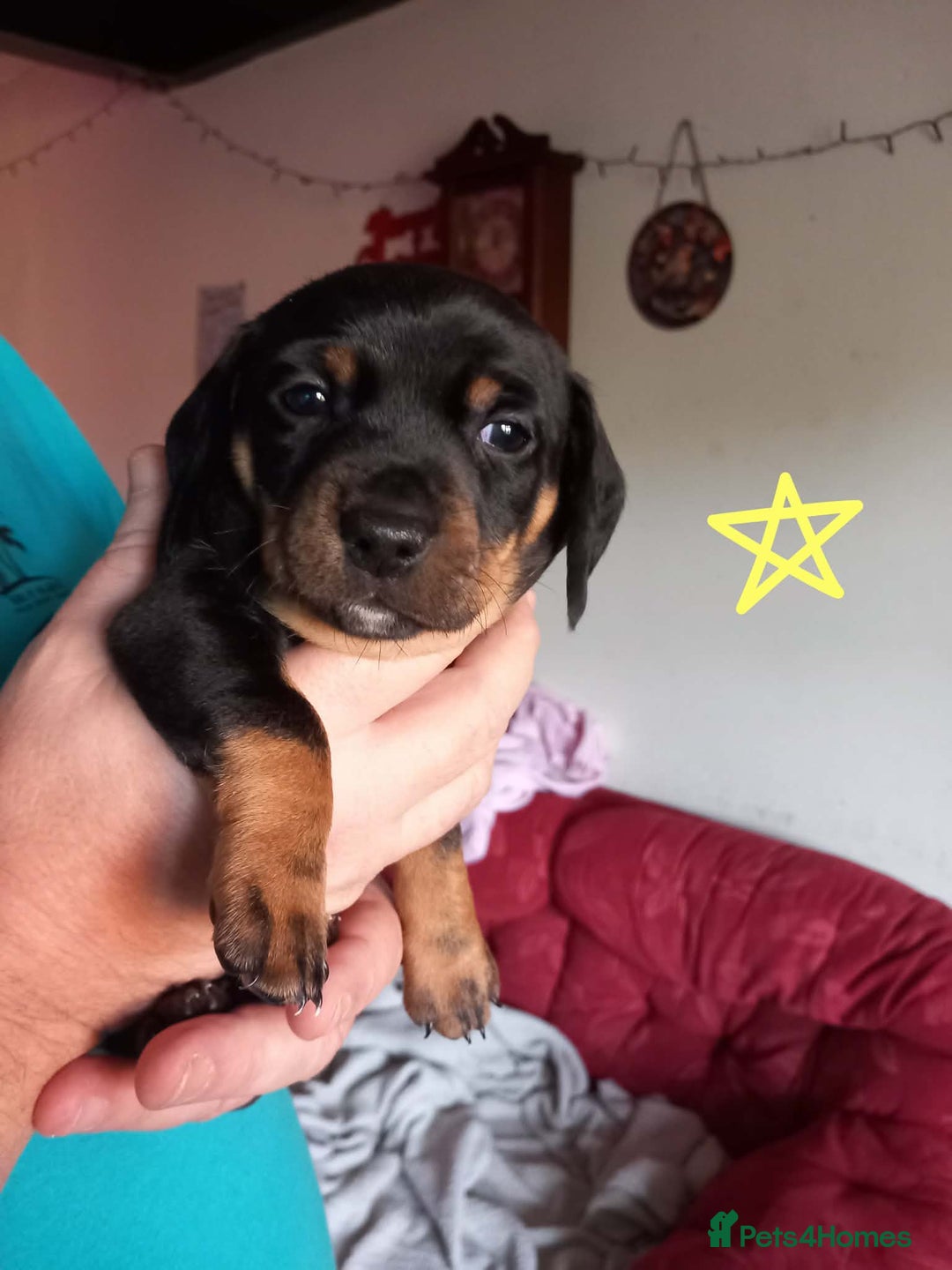 Dachshund dogs for sale: Dachshund puppies for sale  - Advert 2