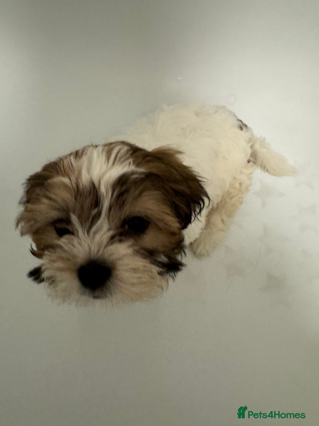 Shih Tzu dogs for sale: Shih tzu for sale  - Advert 2