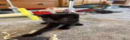 Mixed Breed cats for sale: Two beautiful boys - Advert 2