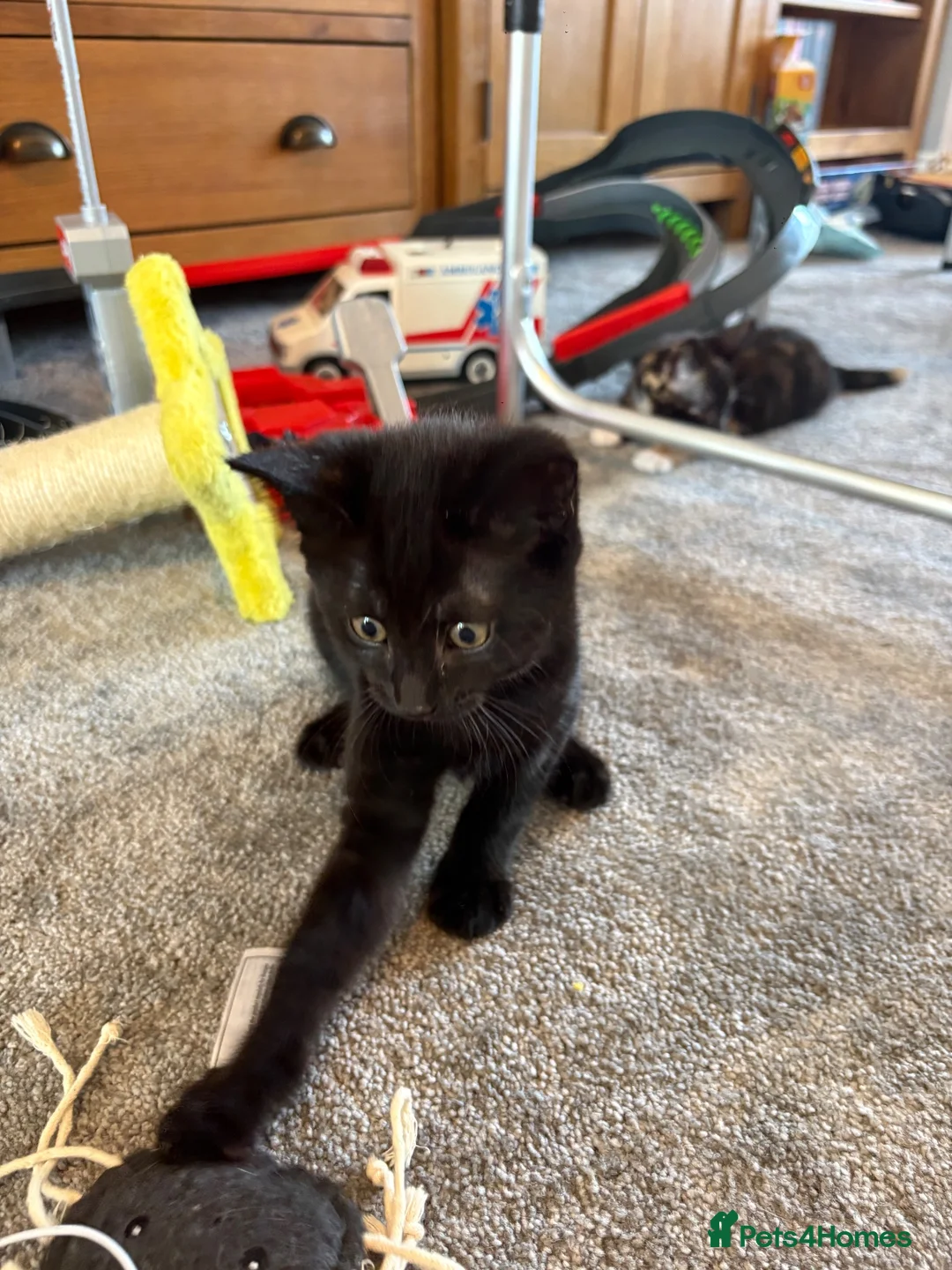 Mixed Breed cats for sale: Two beautiful boys - Advert 2