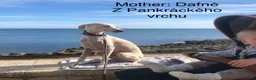 Italian Greyhound dogs for sale: KC Italian greyhound puppies East. Europ lineage - Advert 25