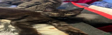 Maine Coon 1