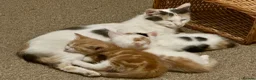 Mixed Breed cats for sale: Lovely, friendly kittens - Advert 1