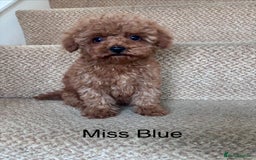 Cavapoo dogs for sale: Final X2 Beautiful Female F1b Cavapoo puppies  - Image 1