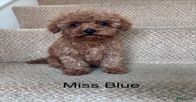 Cavapoo dogs - Advert 6