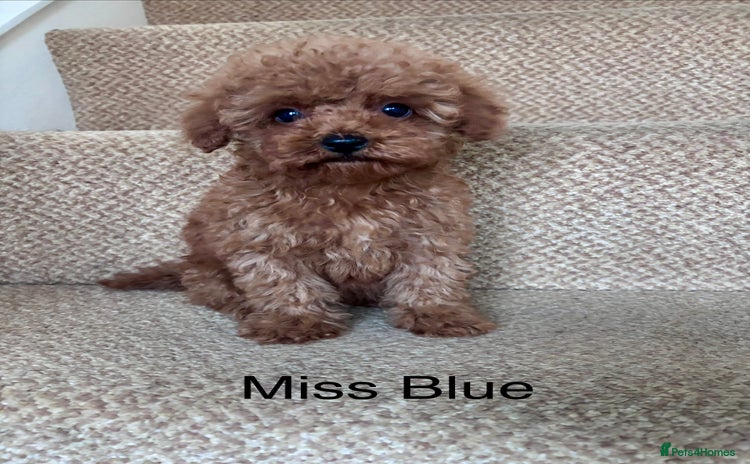 Cavapoo dogs - Advert 6