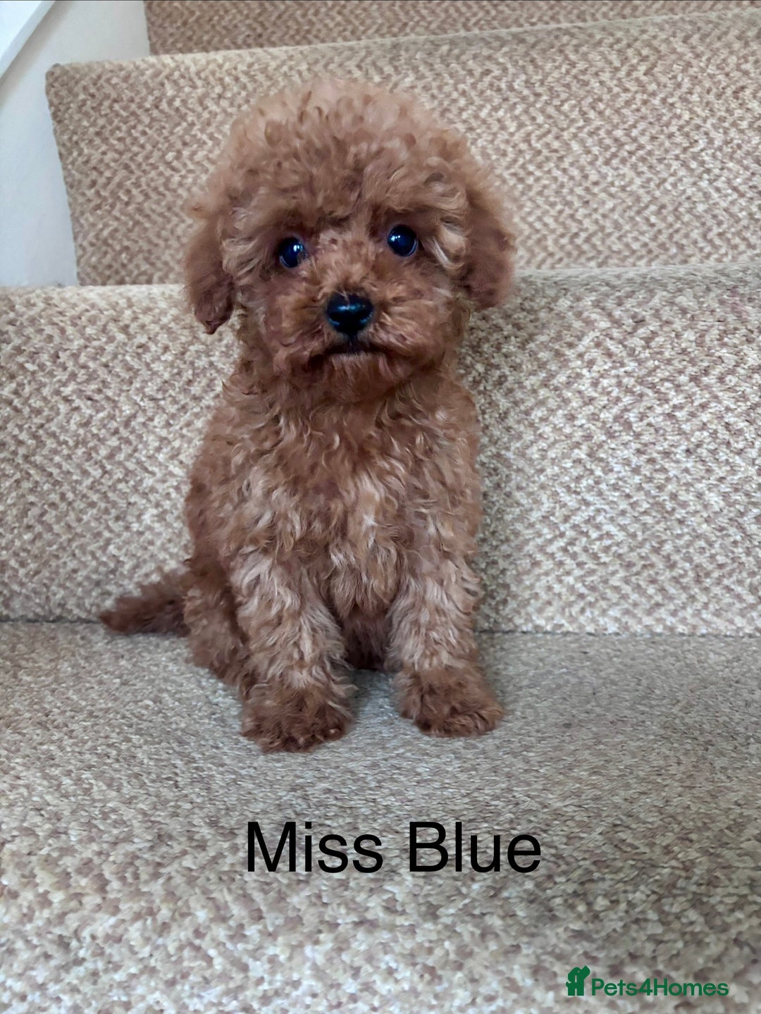 Cavapoo dogs for sale: Final X2 Beautiful Female F1b Cavapoo puppies  - Image 1