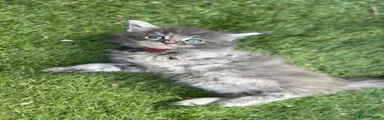 Maine Coon 5