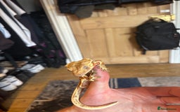 Gecko reptiles for sale: Stunning Tri Colour Lily White Crested Gecko - Image 2