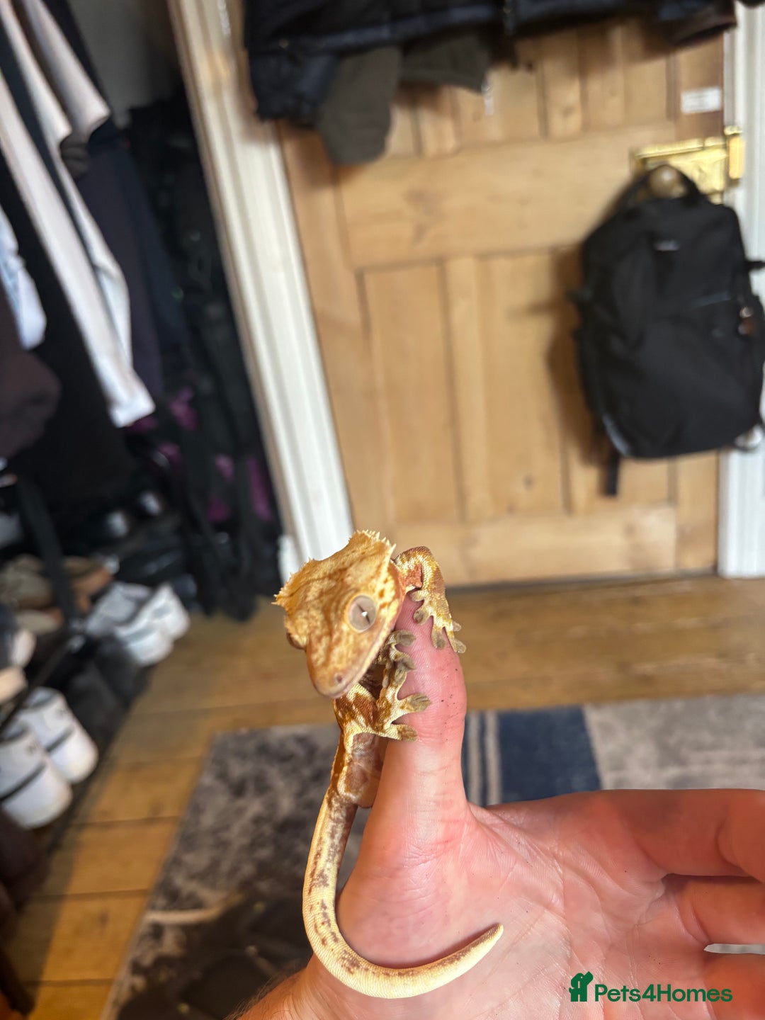 Gecko reptiles for sale: Stunning Tri Colour Lily White Crested Gecko - Image 2
