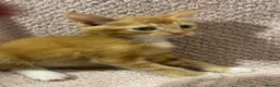 Mixed Breed cats for sale: Cute, Cuddly Kittens Ready for Their Forever Homes - Advert 14