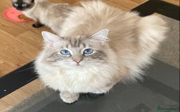 Ragdoll cats for sale: Blue Point Ragdoll Kitten female - Image 7