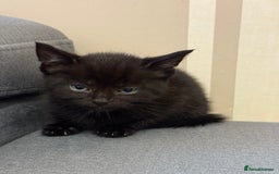 Mixed Breed cats for sale: 3 Black Male and 3 Black Female  - Image 8