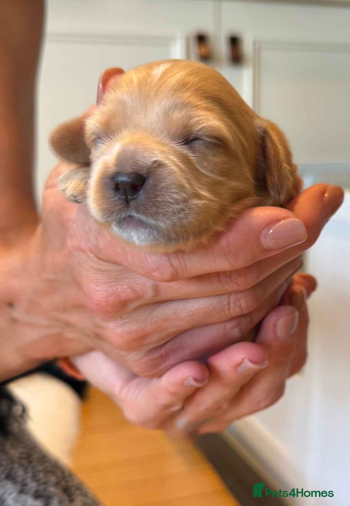 Mixed Breed dogs Beautiful Cavattoodles – Family Raised Puppies - Advert 2