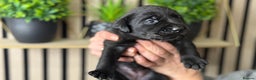 Labrador Retriever dogs for sale: Labrador puppies   - Advert 10