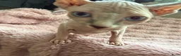 Sphynx cats for sale: Elf Sphynx boy in Ulverston - Advert 3