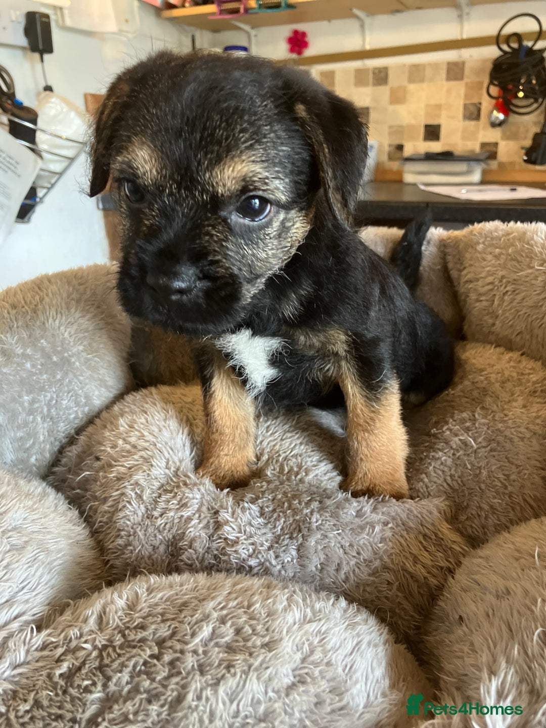 Border Terrier dogs for sale: K.C. Registered border terrier puppies  - Image 1