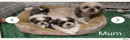 Shih Tzu dogs for sale: Shih Tzu - Advert 2