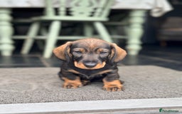Dachshund dogs for sale: Beautiful standard wirehaired dachshund  - Image 4