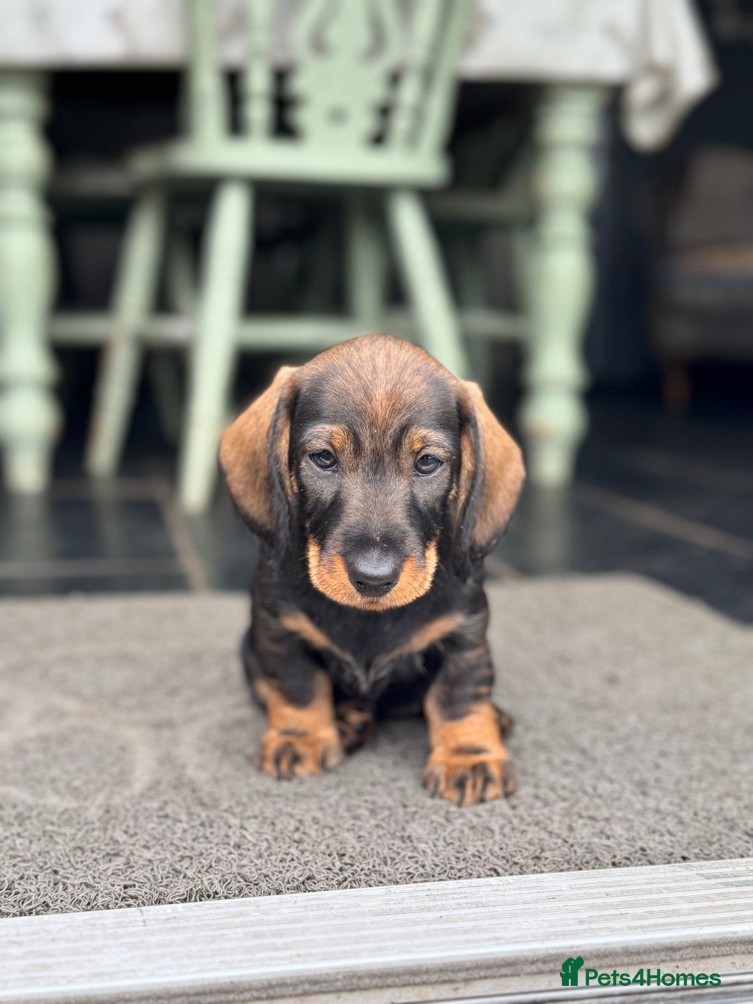 Dachshund dogs for sale: Beautiful standard wirehaired dachshund  - Image 4