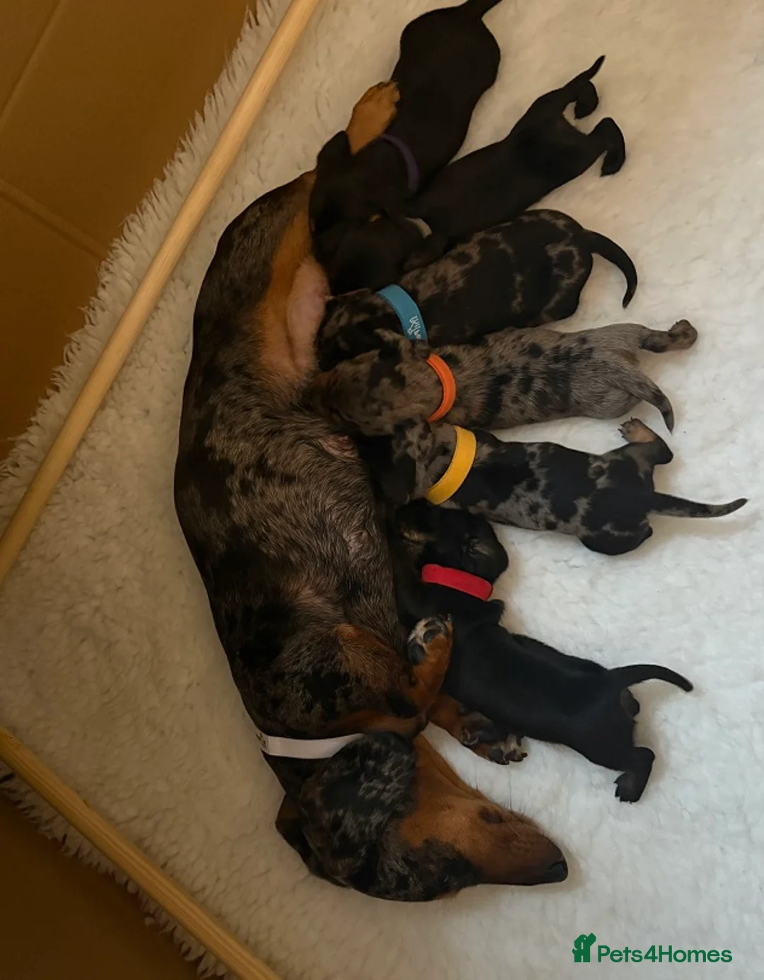 Miniature Dachshund dogs for sale: 5 PURE Miniature Dachshund puppies for sale - Advert 1