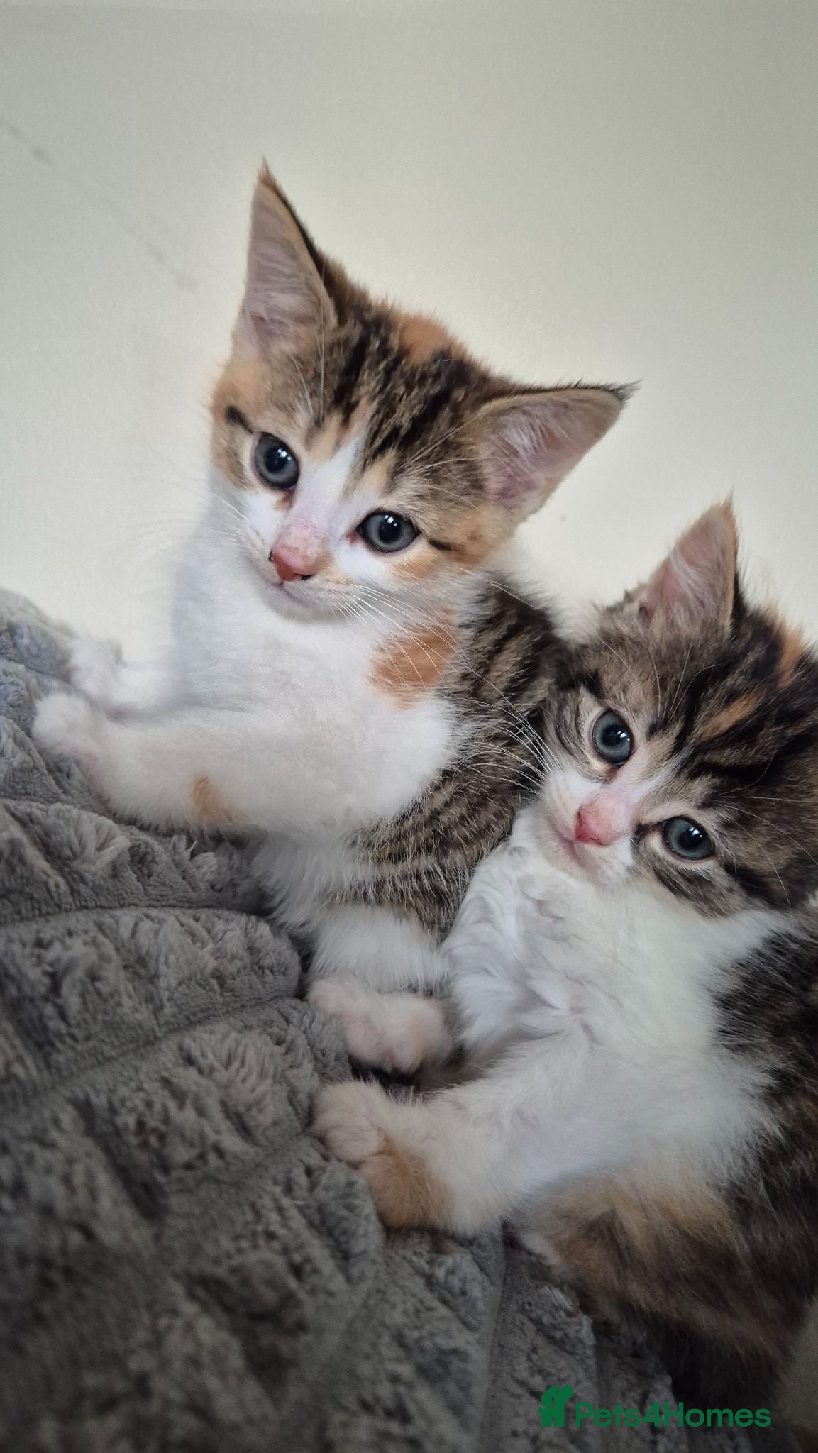 Mixed Breed cats Adorable Kittens for sale - Advert 2