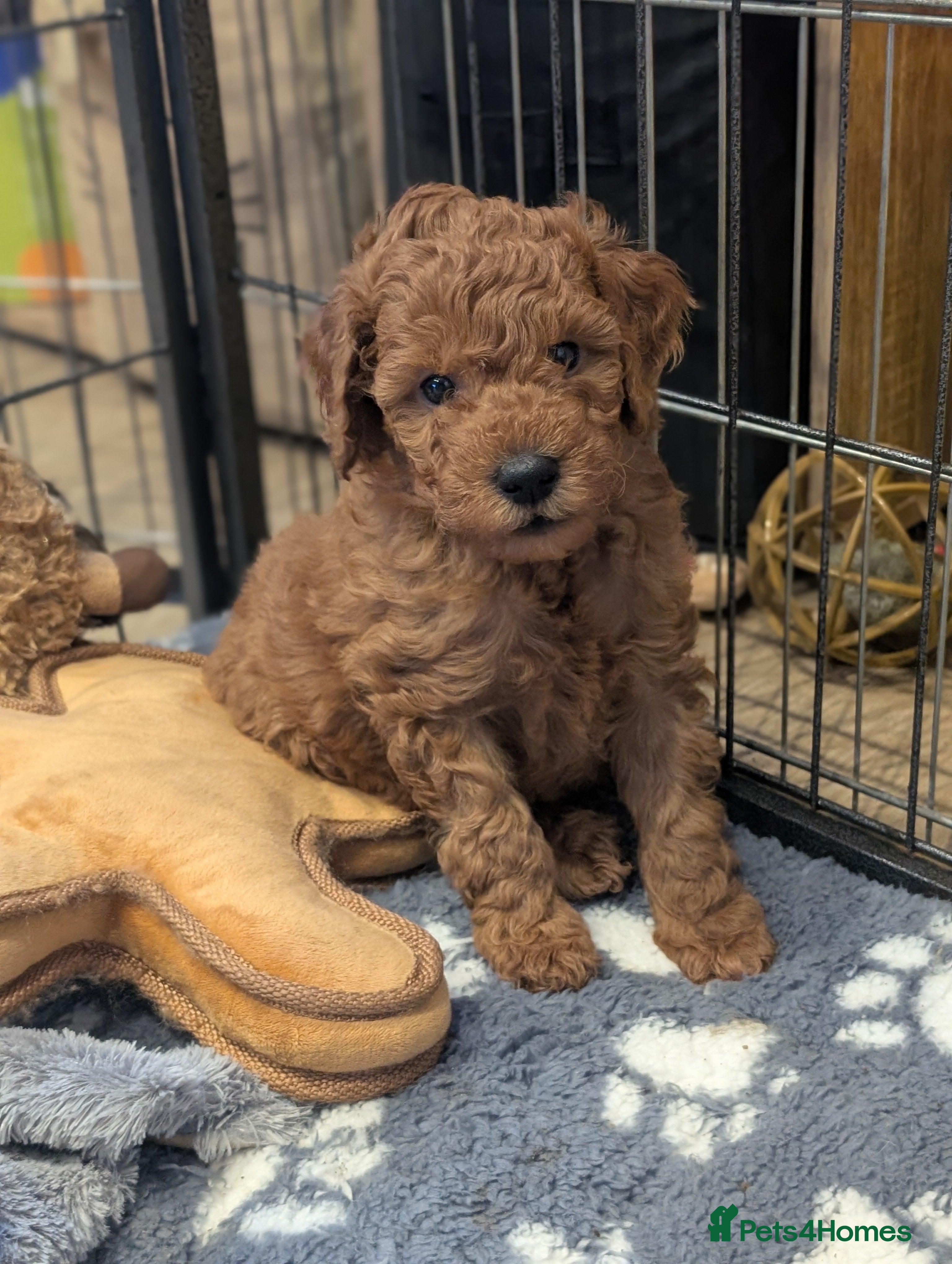 Goldendoodle dogs Miniature goldendoodle puppies   - Advert 17