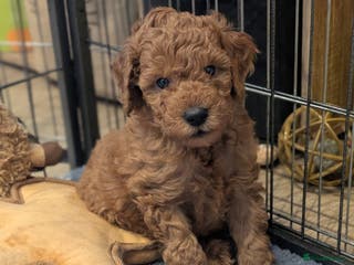 Goldendoodle dogs Miniature goldendoodle puppies - Advert 17