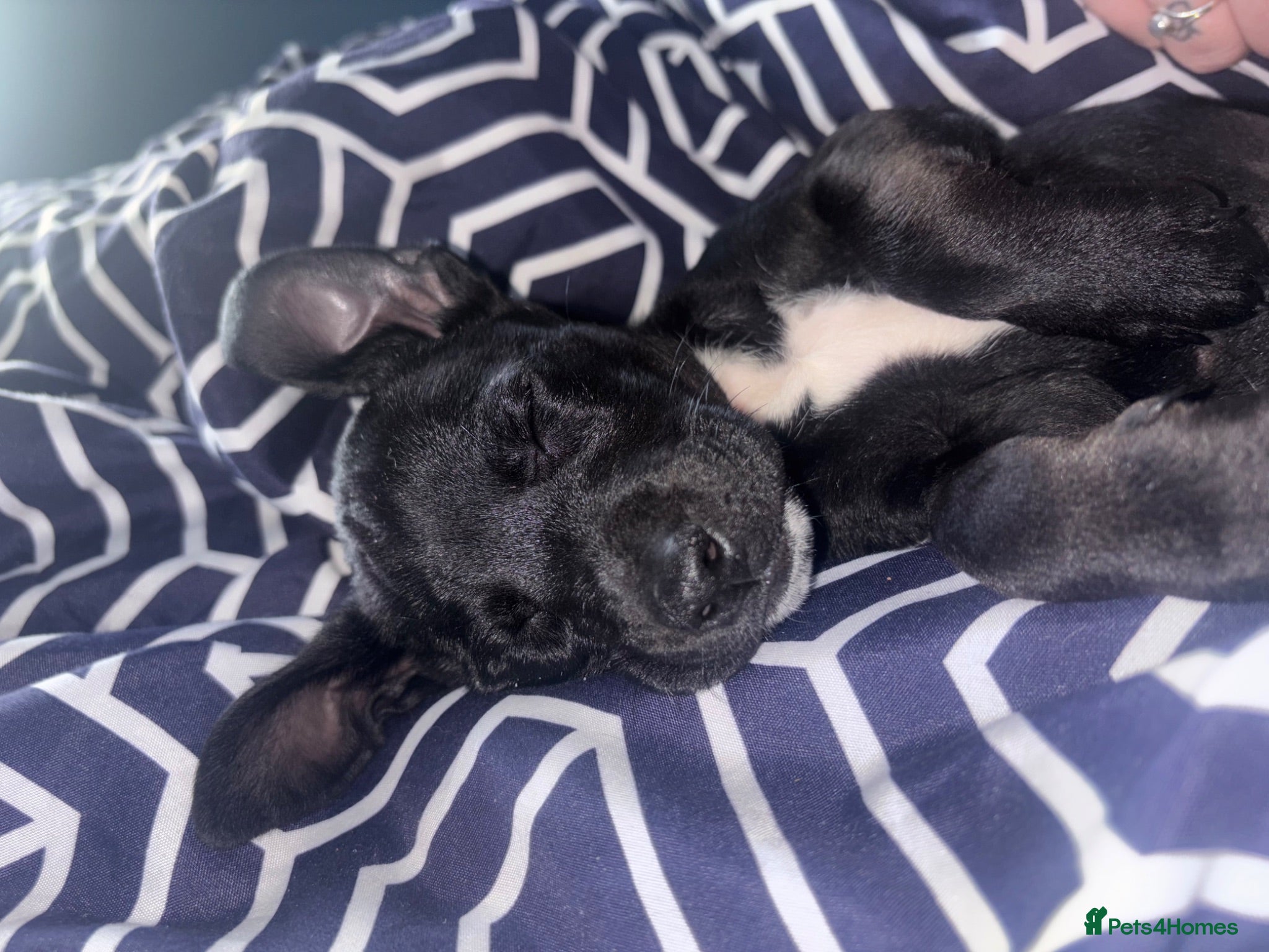 Mixed Breed dogs Patterdale x Staff  - Advert 3