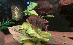 Cichlids fish for sale: Green Terror (Gold Saum variant) for sale - Image 2