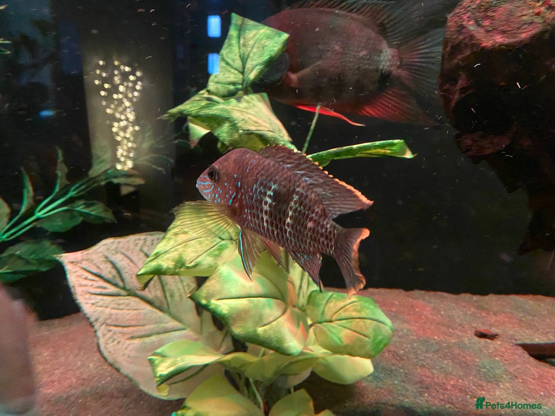 Cichlids fish for sale: Green Terror (Gold Saum variant) for sale - Image 2