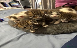 Domestic Shorthair cats for sale: New kittens available now - Image 6