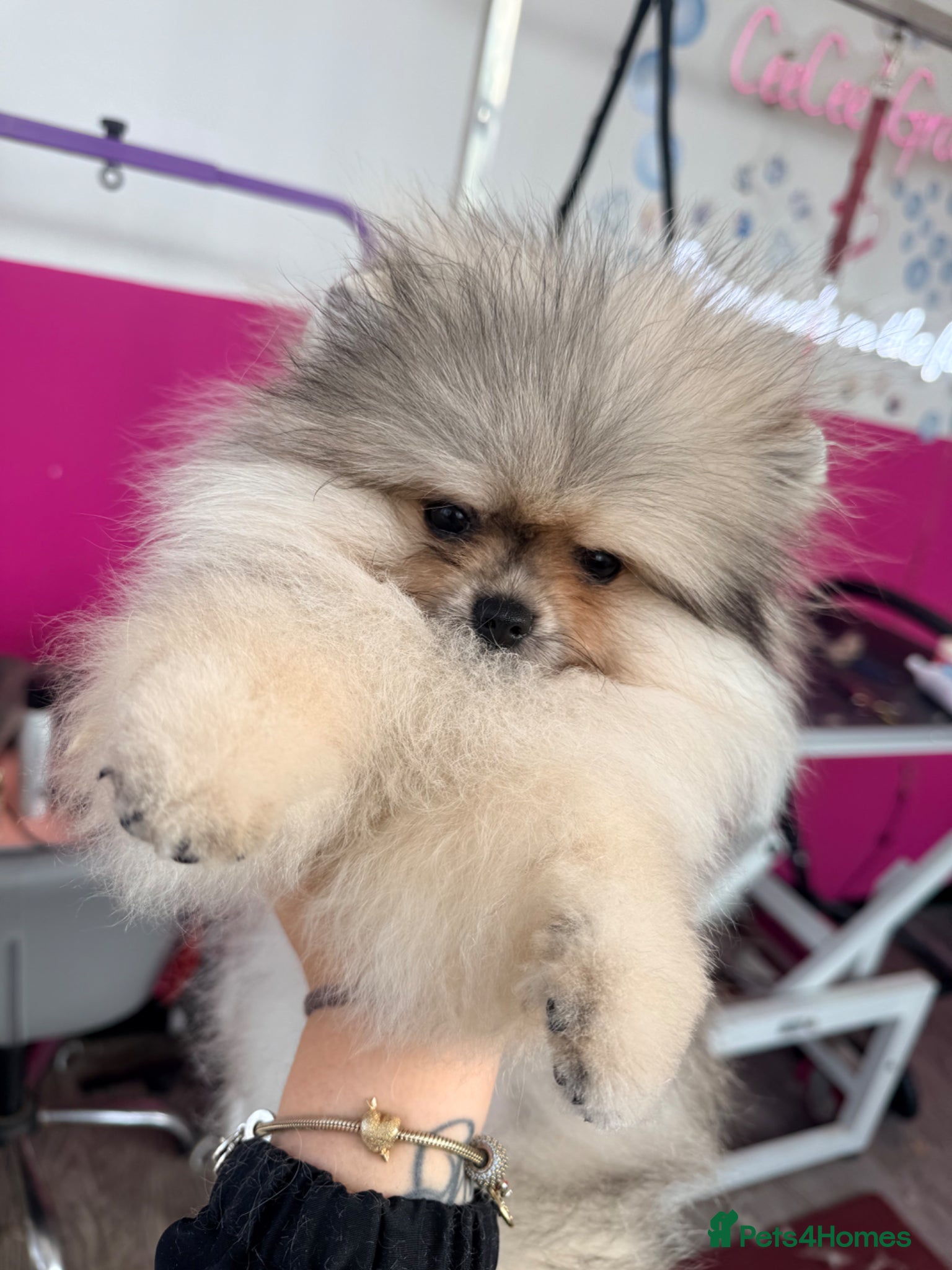 Pomeranian dogs Beautiful teddy girl🌸💖 - Advert 18
