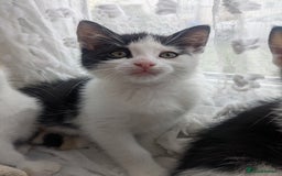 Mixed Breed cats for sale: Ready to leave kittens - Image 2