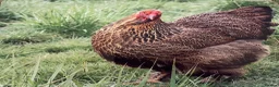 Chickens poultry for sale: Selection of Brahma growers  - Advert 5