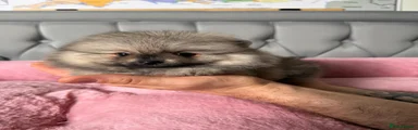 Pomeranian 3