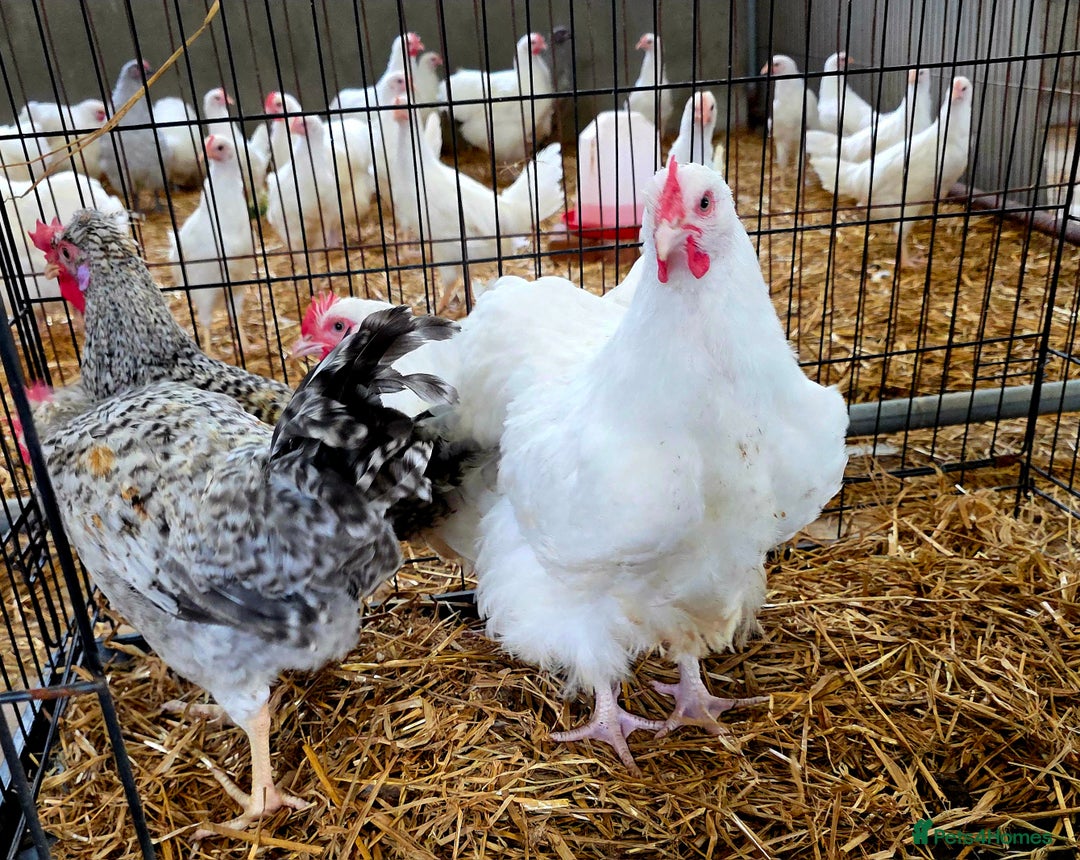 Chickens poultry for sale: White Orpington, Speckled Marans, Cream Legbars X - Image 4