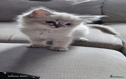 Ragdoll cats for sale: Lilac and blue tica ans Gccf registered ragdolls. - Image 33