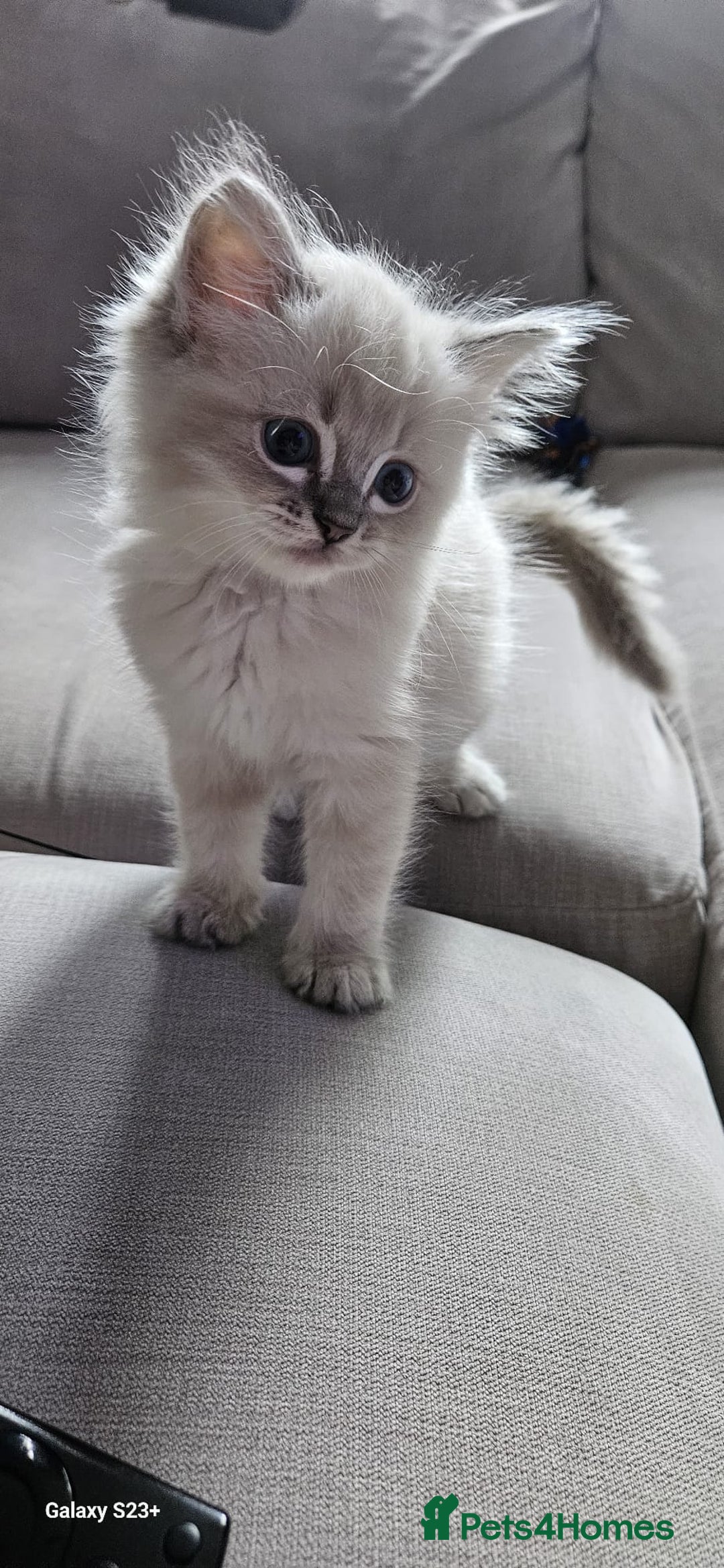 Ragdoll cats for sale: Lilac and blue tica ans Gccf registered ragdolls. - Image 33